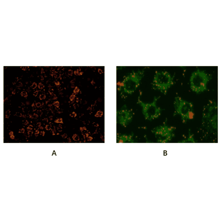 Immunocytochemistry - Mitochondrial Membrane Potential Assay Kit (JC-1) (A319761) - Antibodies.com