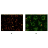 Immunocytochemistry - Mitochondrial Membrane Potential Assay Kit (JC-1) (A319761) - Antibodies.com