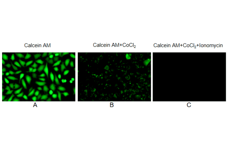 Immunocytochemistry - Mitochondrial Permeability Transition Pore Assay (A319762) - Antibodies.com