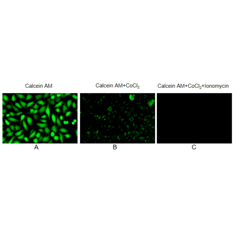 Immunocytochemistry - Mitochondrial Permeability Transition Pore Assay (A319762) - Antibodies.com