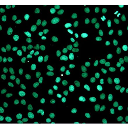 Immunocytochemistry - One-step TUNEL Apoptosis Assay Kit (Green Fluorescence) (A319767) - Antibodies.com
