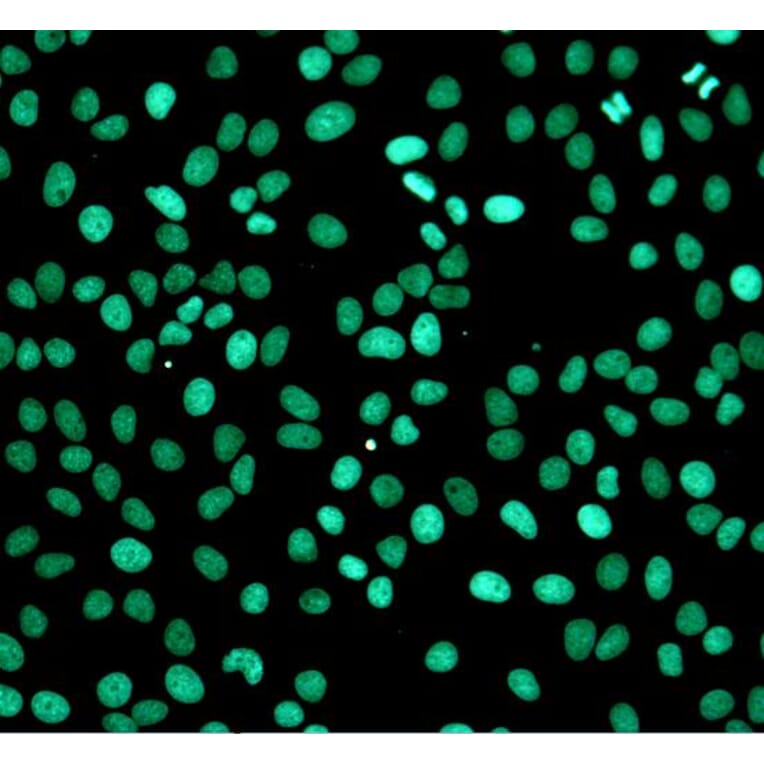 Immunocytochemistry - One-step TUNEL Apoptosis Assay Kit (Green Fluorescence) (A319767) - Antibodies.com