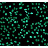 Immunocytochemistry - One-step TUNEL Apoptosis Assay Kit (Green Fluorescence) (A319767) - Antibodies.com