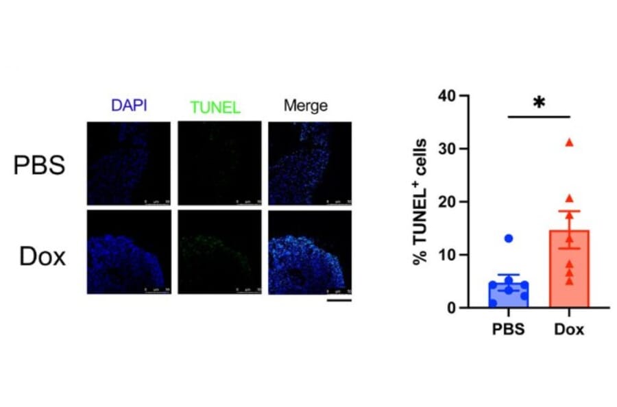 Cell Viability Assay - One-step TUNEL Apoptosis Assay Kit (Green Fluorescence) (A319767) - Antibodies.com Citation