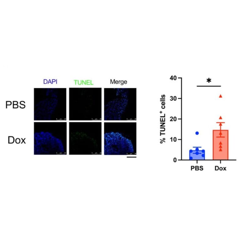 Cell Viability Assay - One-step TUNEL Apoptosis Assay Kit (Green Fluorescence) (A319767) - Antibodies.com Citation