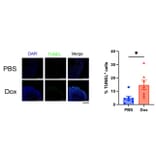 Cell Viability Assay - One-step TUNEL Apoptosis Assay Kit (Green Fluorescence) (A319767) - Antibodies.com Citation