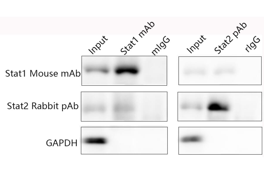 Immunoprecipitation - Universal IP/Co-IP ToolKit (Magnetic Beads) (A319775) - Antibodies.com