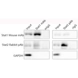 Immunoprecipitation - Universal IP/Co-IP ToolKit (Magnetic Beads/Anti-Mouse) (A319776) - Antibodies.com