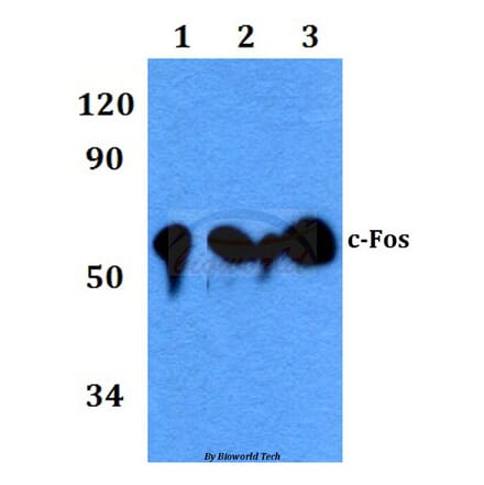 Anti-c-Fos (A356) Antibody from Bioworld Technology (BS9112) - Antibodies.com
