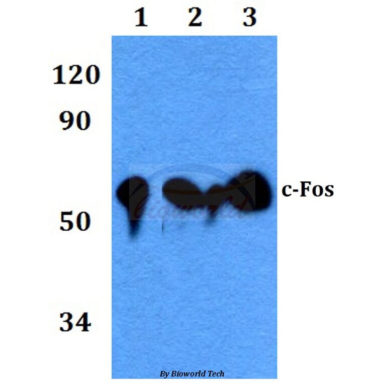Anti-c-Fos (A356) Antibody from Bioworld Technology (BS9112) - Antibodies.com