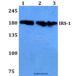 Anti-IRS-1 (D606) Antibody from Bioworld Technology (BS9113) - Antibodies.com