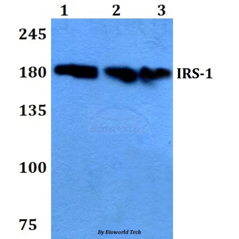 Anti-IRS-1 (D606) Antibody from Bioworld Technology (BS9113) - Antibodies.com