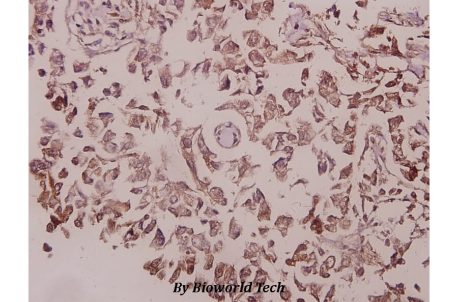 Anti-IRS-1 (D606) Antibody from Bioworld Technology (BS9113) - Antibodies.com