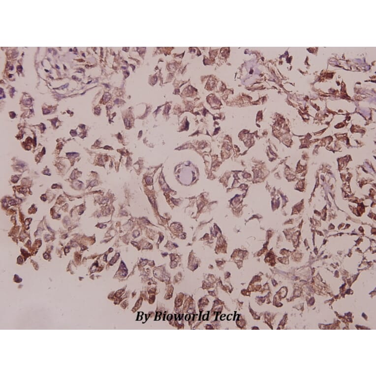 Anti-IRS-1 (D606) Antibody from Bioworld Technology (BS9113) - Antibodies.com