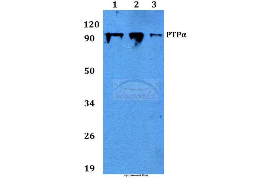Anti-PTPα (I792) Antibody from Bioworld Technology (BS9115) - Antibodies.com