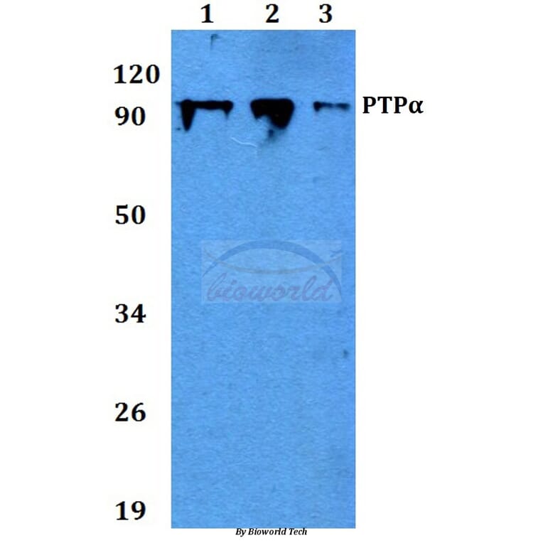 Anti-PTPα (I792) Antibody from Bioworld Technology (BS9115) - Antibodies.com