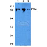 Anti-PTPα (I792) Antibody from Bioworld Technology (BS9115) - Antibodies.com