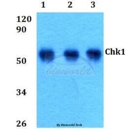 Anti-Chk1 (S291) Antibody from Bioworld Technology (BS9116) - Antibodies.com