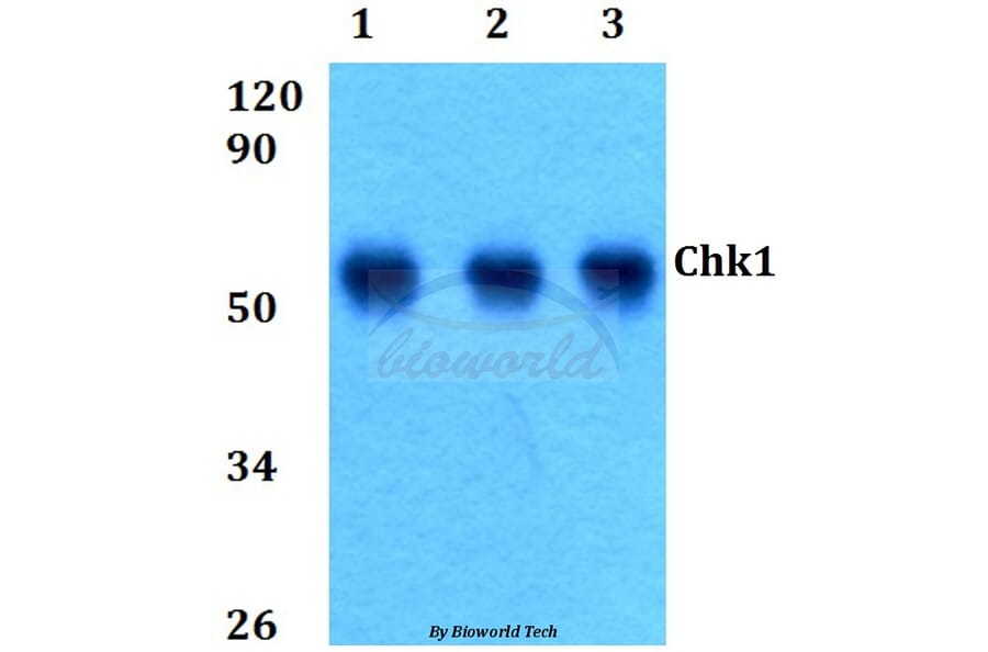 Anti-Chk1 (S291) Antibody from Bioworld Technology (BS9116) - Antibodies.com