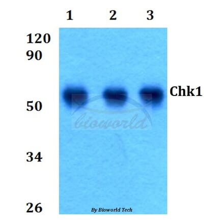 Anti-Chk1 (S291) Antibody from Bioworld Technology (BS9116) - Antibodies.com