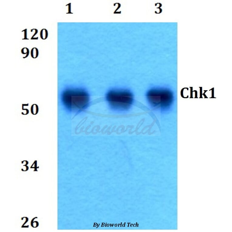 Anti-Chk1 (S291) Antibody from Bioworld Technology (BS9116) - Antibodies.com