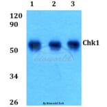 Anti-Chk1 (S291) Antibody from Bioworld Technology (BS9116) - Antibodies.com