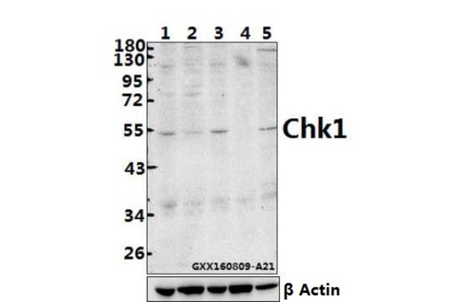 Anti-Chk1 (S291) Antibody from Bioworld Technology (BS9116) - Antibodies.com