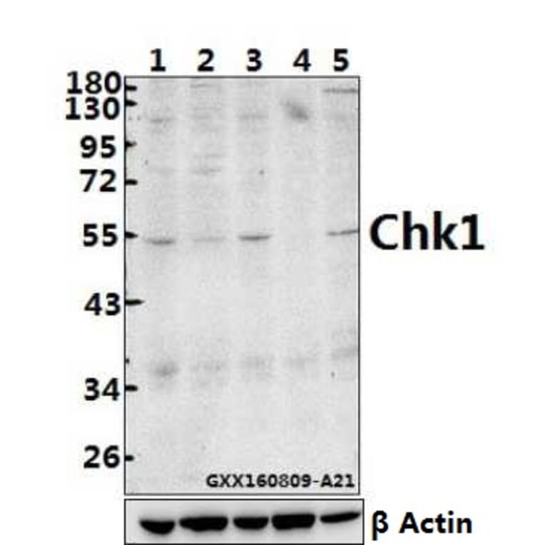 Anti-Chk1 (S291) Antibody from Bioworld Technology (BS9116) - Antibodies.com