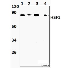 Anti-HSF1 (S303) Antibody from Bioworld Technology (BS9117) - Antibodies.com