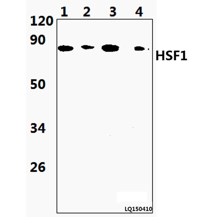 Anti-HSF1 (S303) Antibody from Bioworld Technology (BS9117) - Antibodies.com