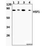 Anti-HSF1 (S303) Antibody from Bioworld Technology (BS9117) - Antibodies.com