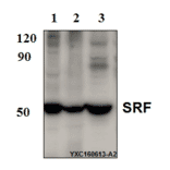 Anti-SRF (N153) Antibody from Bioworld Technology (BS9121) - Antibodies.com