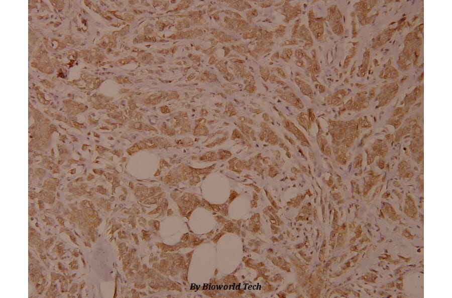 Anti-SRF (N153) Antibody from Bioworld Technology (BS9121) - Antibodies.com