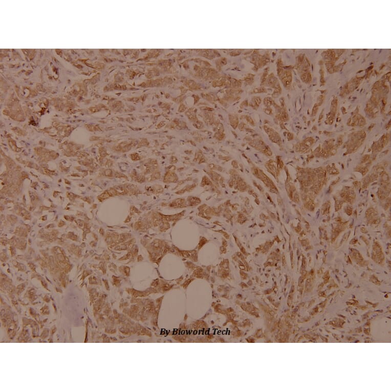 Anti-SRF (N153) Antibody from Bioworld Technology (BS9121) - Antibodies.com