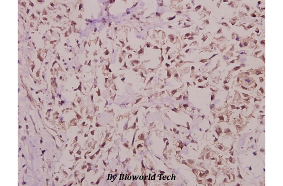 Anti-Hairless (E77) Antibody from Bioworld Technology (BS9123) - Antibodies.com