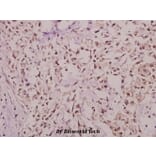 Anti-Hairless (E77) Antibody from Bioworld Technology (BS9123) - Antibodies.com