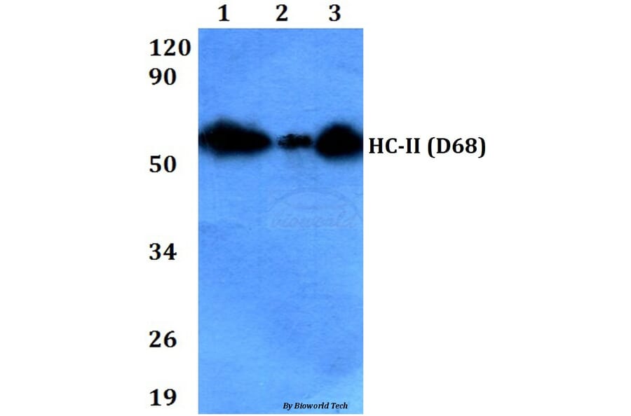 Anti-HC-II (D68) Antibody from Bioworld Technology (BS9125) - Antibodies.com