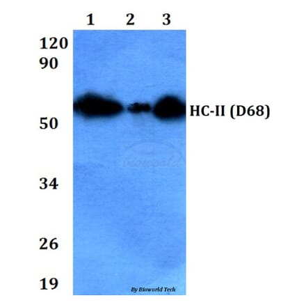Anti-HC-II (D68) Antibody from Bioworld Technology (BS9125) - Antibodies.com