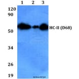 Anti-HC-II (D68) Antibody from Bioworld Technology (BS9125) - Antibodies.com