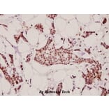 Anti-HC-II (D68) Antibody from Bioworld Technology (BS9125) - Antibodies.com