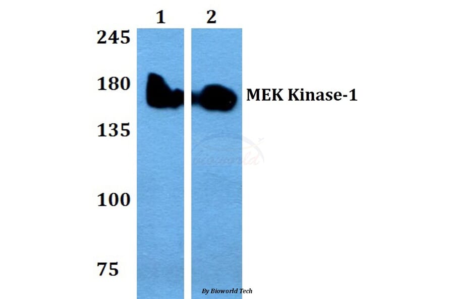 Anti-MEK Kinase-1 (W197) Antibody from Bioworld Technology (BS9126) - Antibodies.com