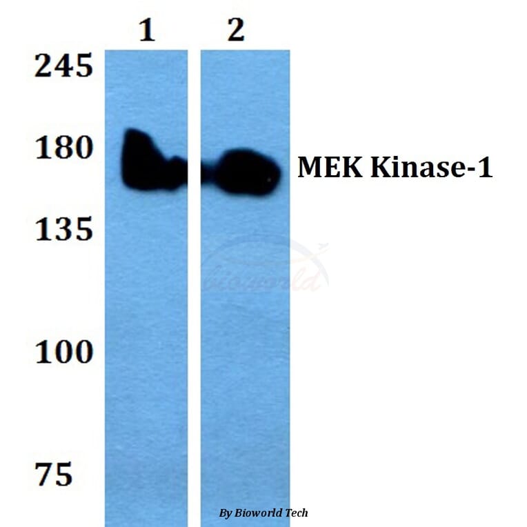 Anti-MEK Kinase-1 (W197) Antibody from Bioworld Technology (BS9126) - Antibodies.com