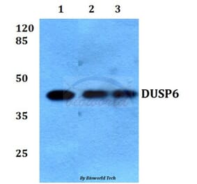 Anti-DUSP6 (L76) Antibody from Bioworld Technology (BS9127) - Antibodies.com