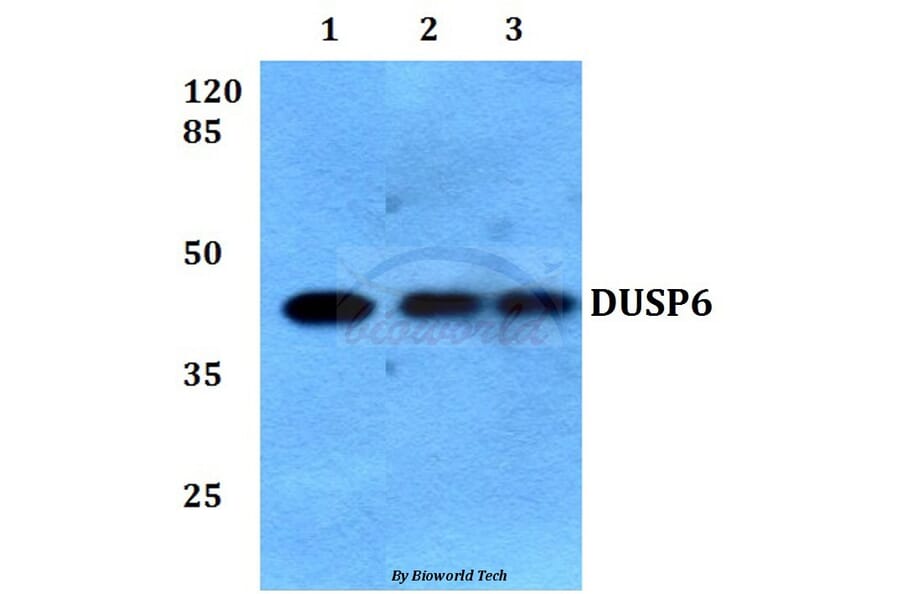 Anti-DUSP6 (L76) Antibody from Bioworld Technology (BS9127) - Antibodies.com