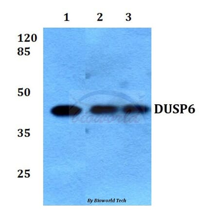 Anti-DUSP6 (L76) Antibody from Bioworld Technology (BS9127) - Antibodies.com