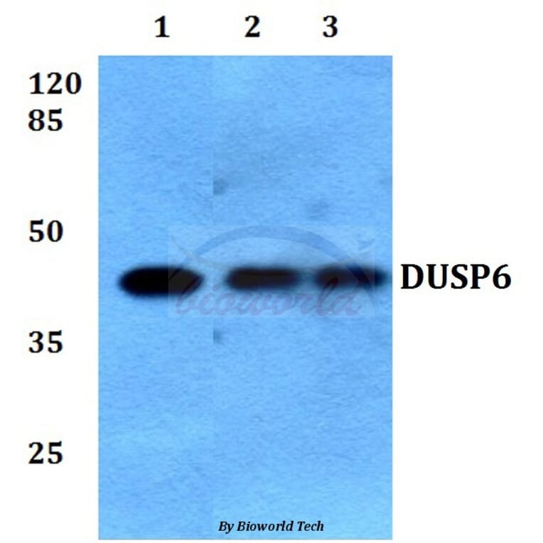 Anti-DUSP6 (L76) Antibody from Bioworld Technology (BS9127) - Antibodies.com