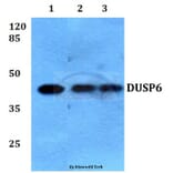 Anti-DUSP6 (L76) Antibody from Bioworld Technology (BS9127) - Antibodies.com