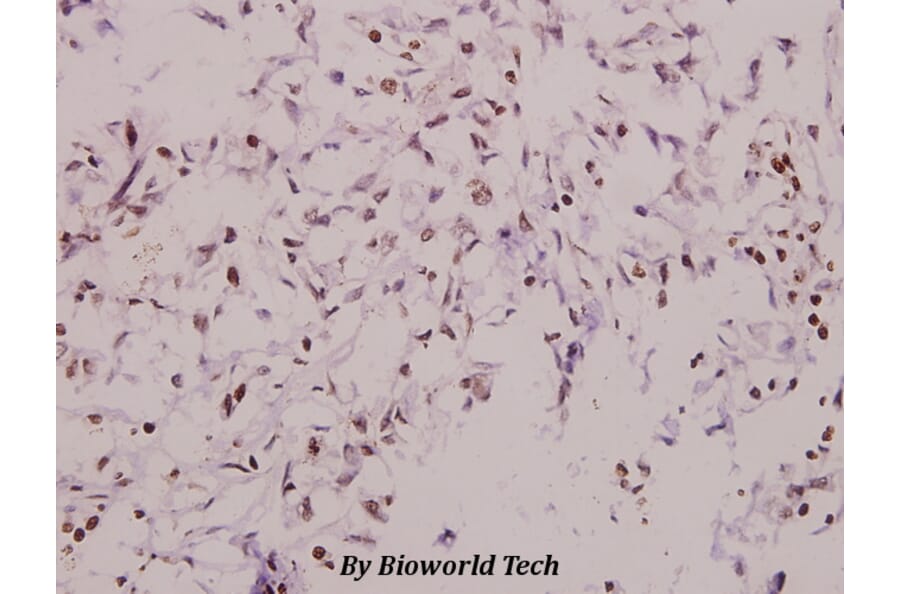 Anti-DUSP6 (L76) Antibody from Bioworld Technology (BS9127) - Antibodies.com