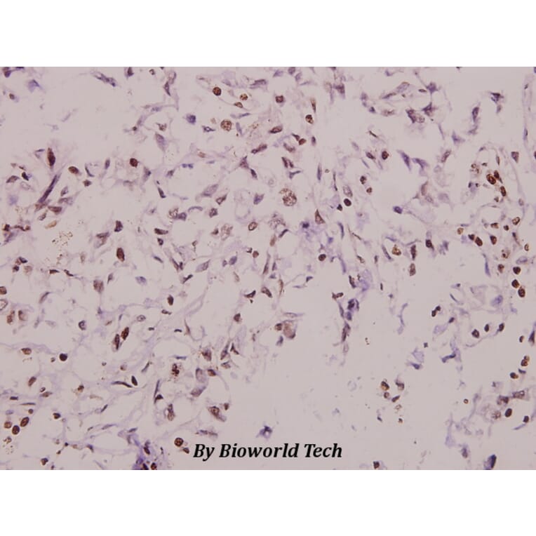 Anti-DUSP6 (L76) Antibody from Bioworld Technology (BS9127) - Antibodies.com