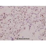 Anti-DUSP6 (L76) Antibody from Bioworld Technology (BS9127) - Antibodies.com